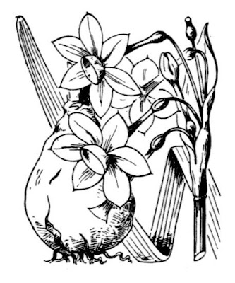 Narcissus tazetta L.