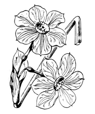 Narcissus x medioluteus,
Narciso bifloro,
primrose peerless,
primrose-peerless