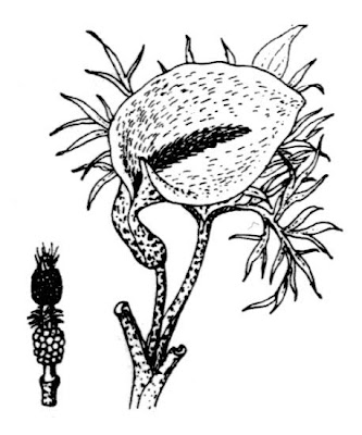 Helicodiceros muscivorus (L. Fil.) Engler
