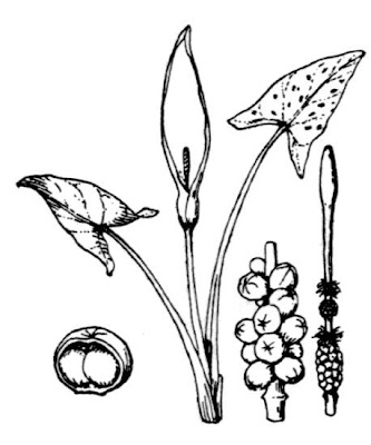 Arum maculatum L.