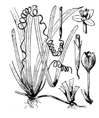 Eel-grass