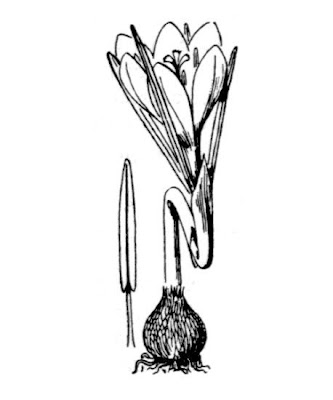 Crocus vernus,
,
dutch crocus,
Spring Crocus,
Zafferano alpino,
Zafferano maggiore