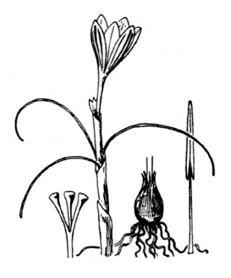 Crocus minimus DC.