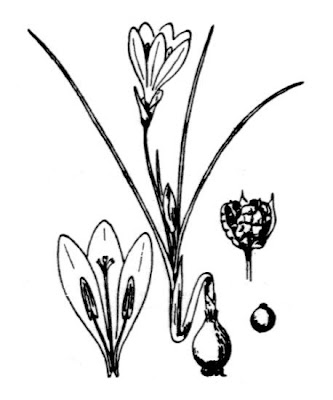Romulea requienii Parl.