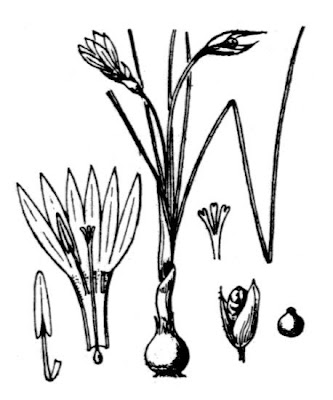Romulea ramiflora Ten.
