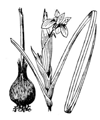 Barbary Nut