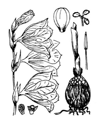 Gladiolus palustris Gaudin