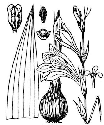 Gladiolus communis L.
