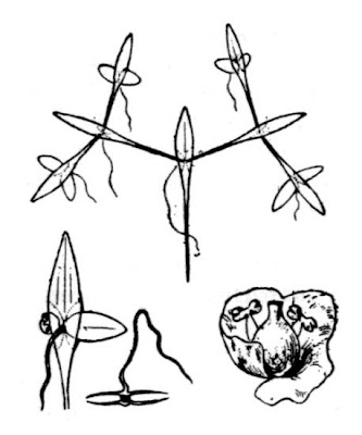 Lemna trisulca L.