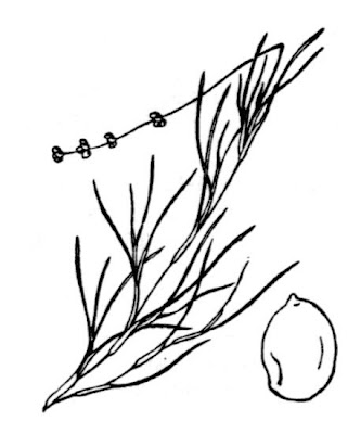 Brasca filiforme Brasca filiforme