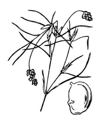 Brasca capillare Brasca capillare