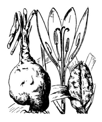 Colchico napoletano Colchico napoletano