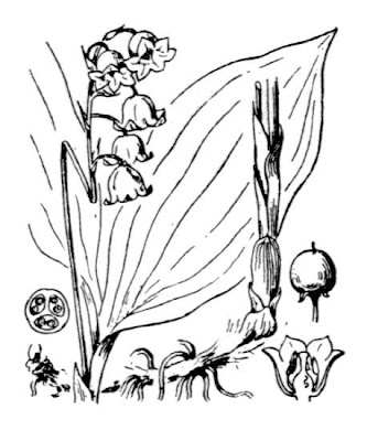 Giglio delle convalli Giglio delle convalli