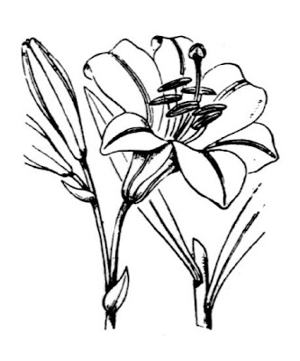 A�ucena-branca