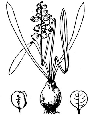 Muscari azzurro