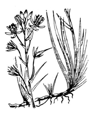Narthecium reverchonii,
Corsican Bog Asphodel,
Nartecio di Corsica