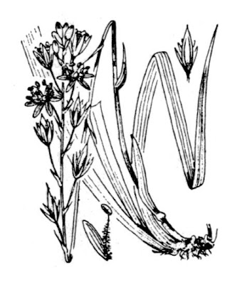 Narthecium ossifragum,
Bog Asphodel,
bog-asphodel