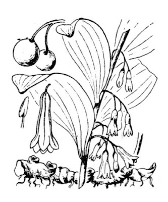 Eurasian Solomon's seal