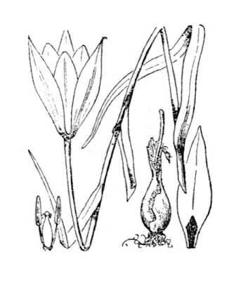 Lady tulip