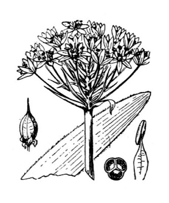 Cuban-lily Cuban-lily