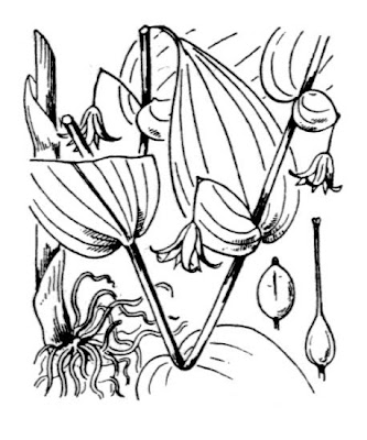 Claspleaf twistedstalk Claspleaf twistedstalk