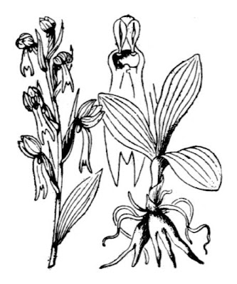 Dactylorhiza viridis,
longbract frog orchid