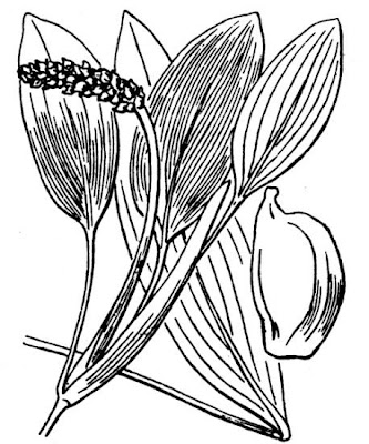 Brasca nodosa Brasca nodosa