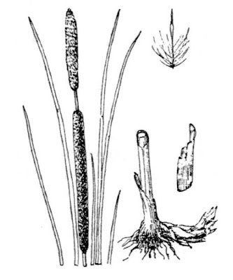 Narrow-leaf cat-tail