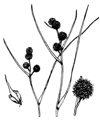 Narrow Leaf Burr Reed