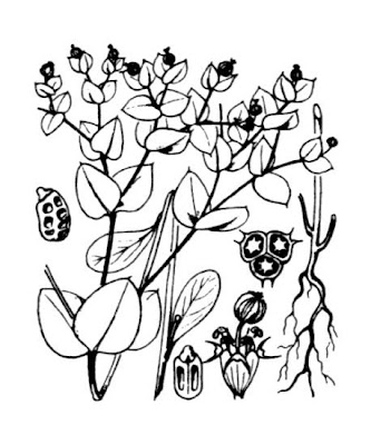 Alfavaca-venenosa Alfavaca-venenosa