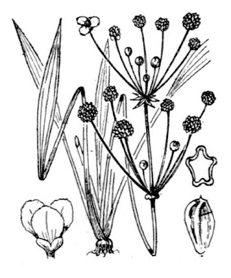 Baldellia ranunculoides subsp. ranunculoides