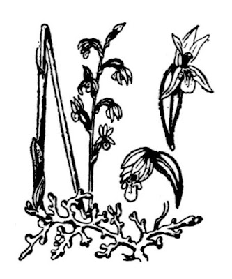 Coralloriza Coralloriza