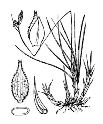 Carex mucronata All.