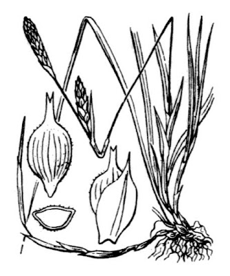 Carex michelii Host