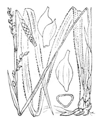 Carice pelosa Carice pelosa