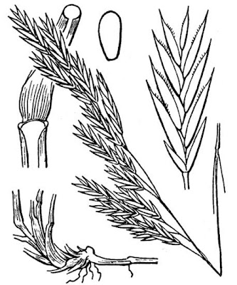 Chewing's fescue Chewing's fescue