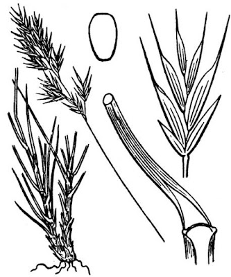 Haller's Fescue