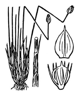 Deergrass Deergrass