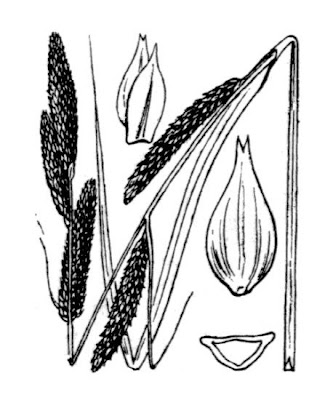 Carex acutiformis Ehrh.