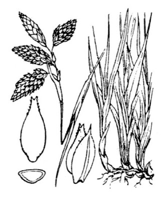 Darkbrown sedge