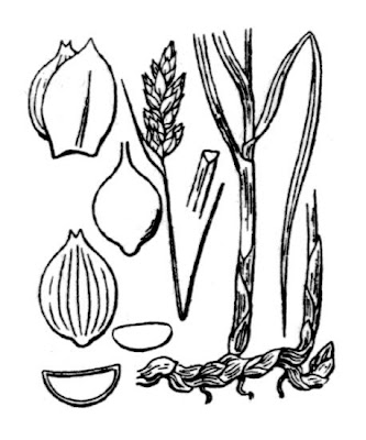 Divided Sedge Divided Sedge