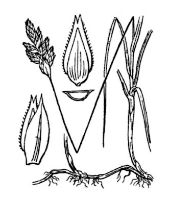 French Sedge French Sedge