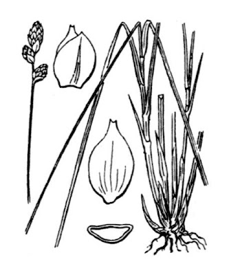 Carex heleonastes L. Fil.