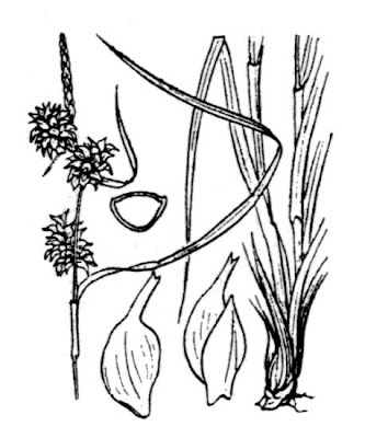 Carex flava L.