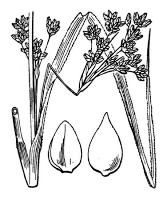 Cladium mariscus (L.) Pohl