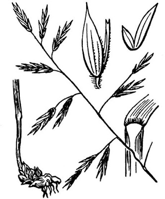Kengia serotina subsp. serotina