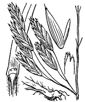 Pampas-Trespe