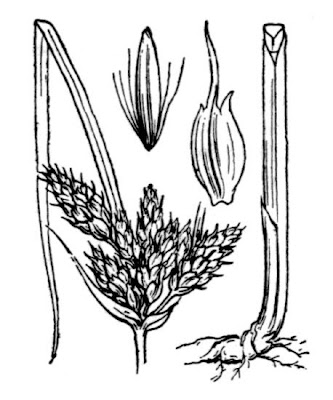 Bolboschoenus maritimus (L.) Palla