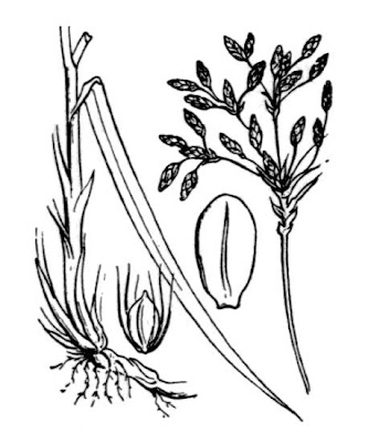 Scirpus radicans Schkuhr