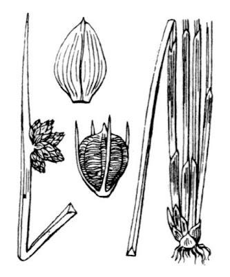 Schoenoplectus mucronatus (L.) Palla